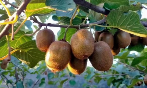 芡实图片-中药芡实的药效网 - 为你提供中药芡实的副作用、中药芡实的作用