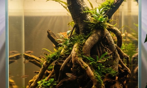 中药芡实的药效网 - 为你提供中药芡实的副作用、中药芡实的作用